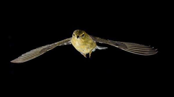 鸟类长途迁徙背后的惊人科学
