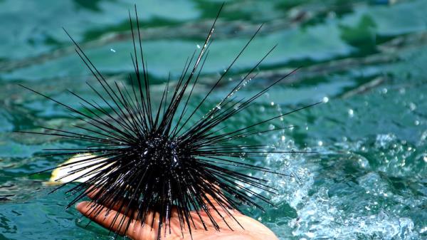 科学家发现了加勒比海海胆死亡的原因 
